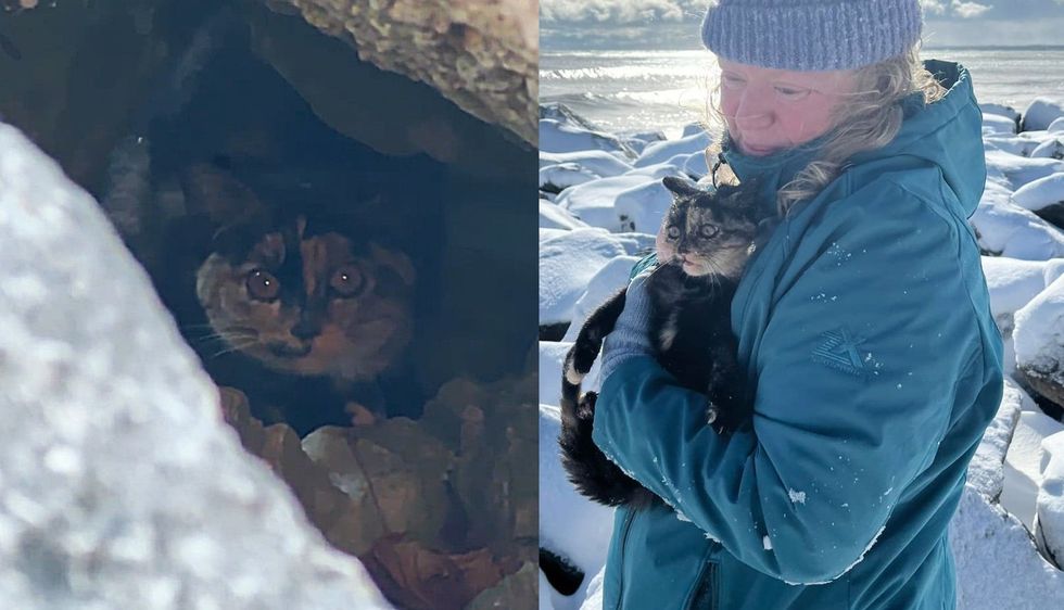 Kitten Hides in Rocks, but Rescuers Keep Trying, Even Amidst Snowstorm, to Save the Young Cat
