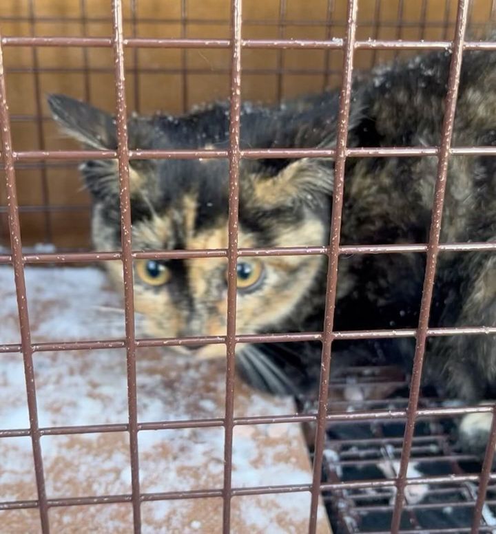 rescued tortie kitten