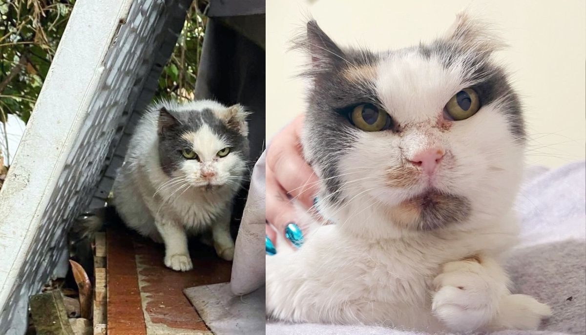 Cat Drools with Happiness When She Finds People to Help Her After Spending Nearly 10 Years Outdoors