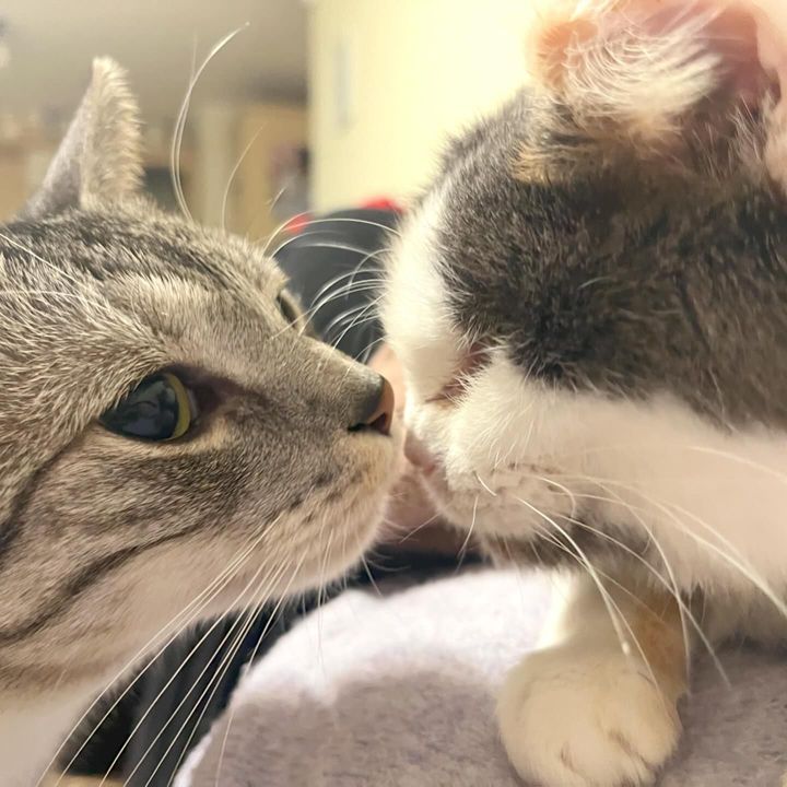 cats nose sniffs