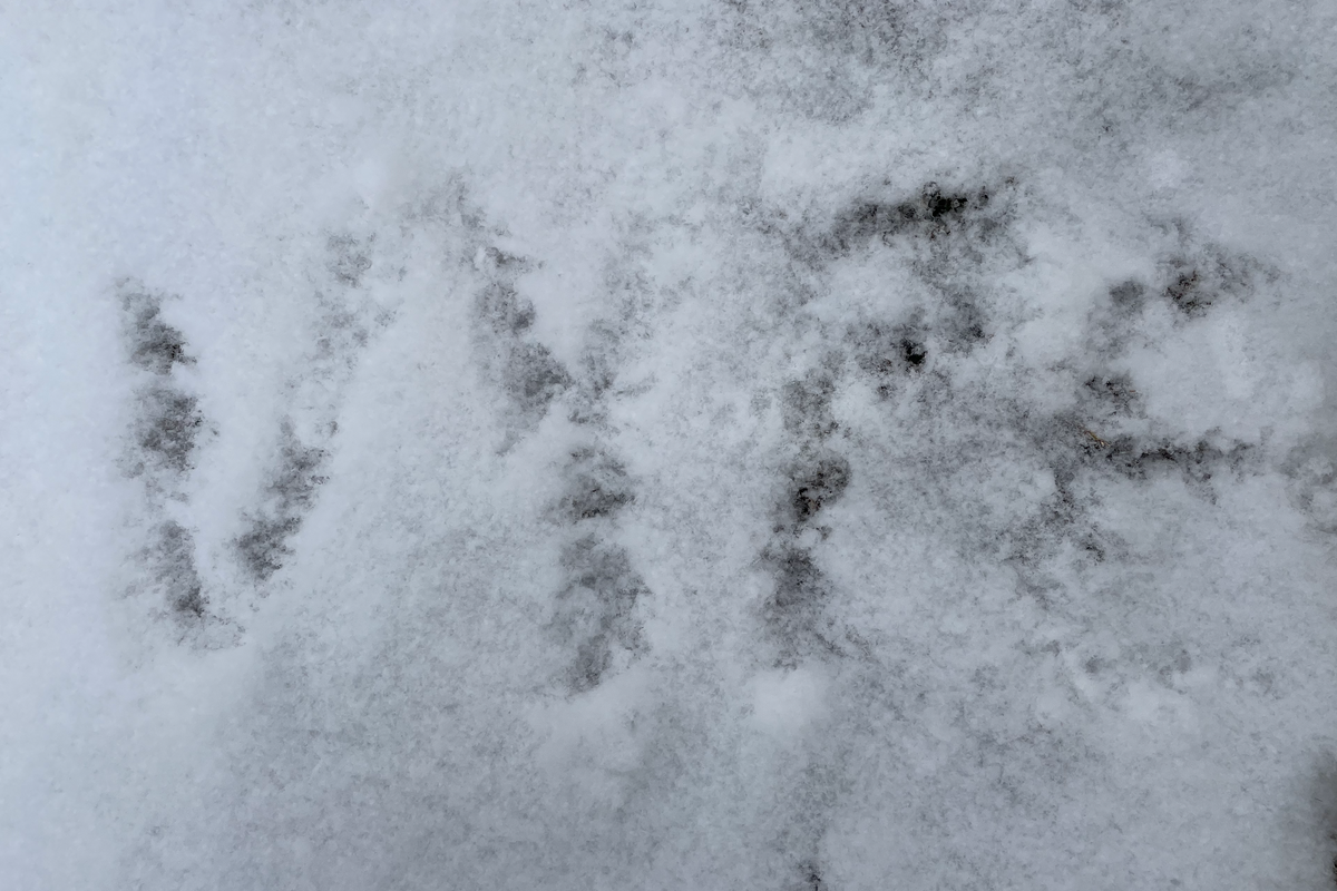 Unleashing Winter Magic: DFW Teams Share Snow Day Photos