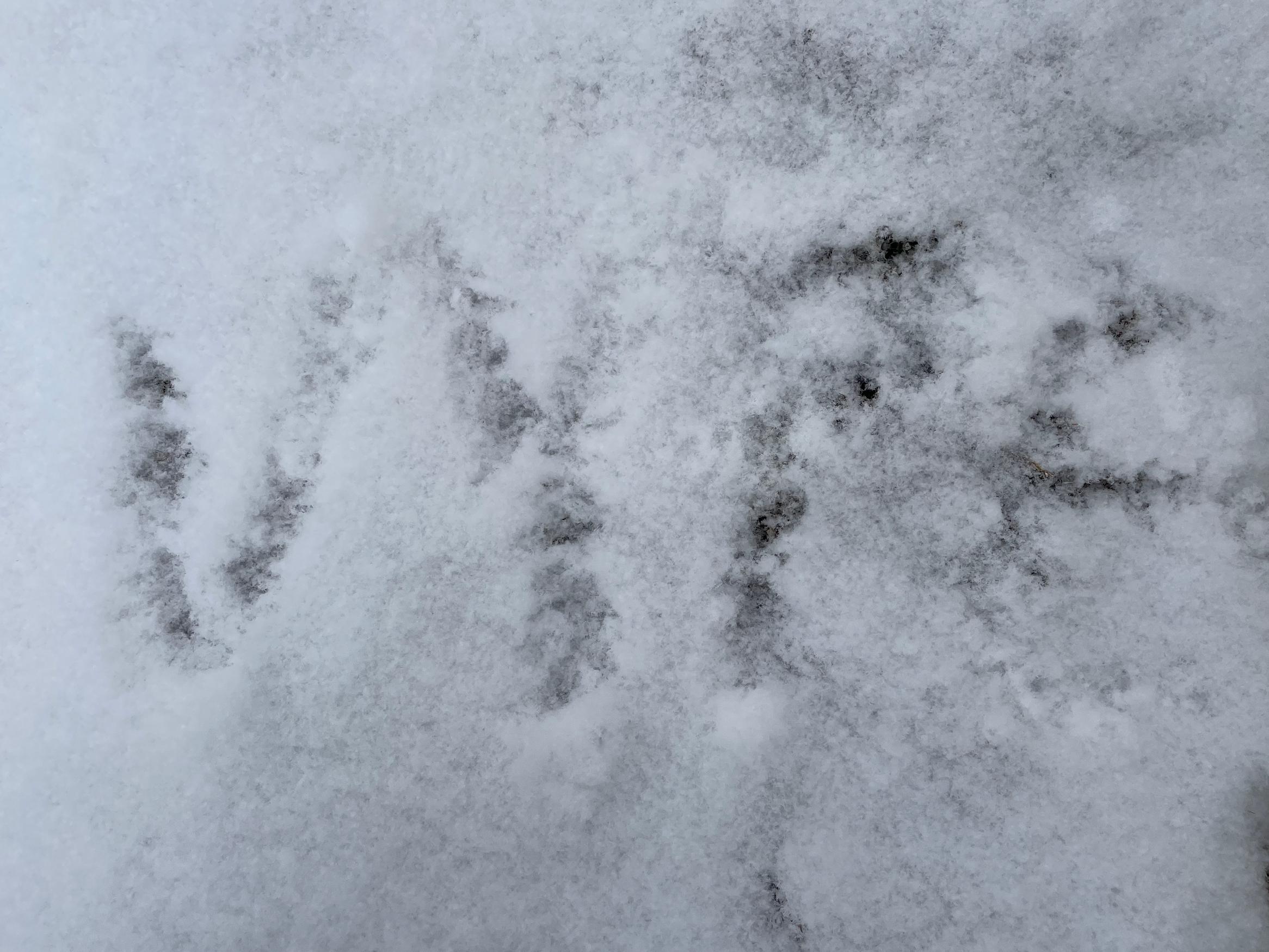 Unleashing Winter Magic: DFW Teams Share Snow Day Photos