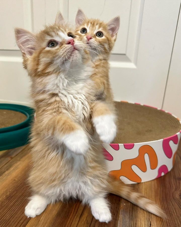 playful ginger kittens standing