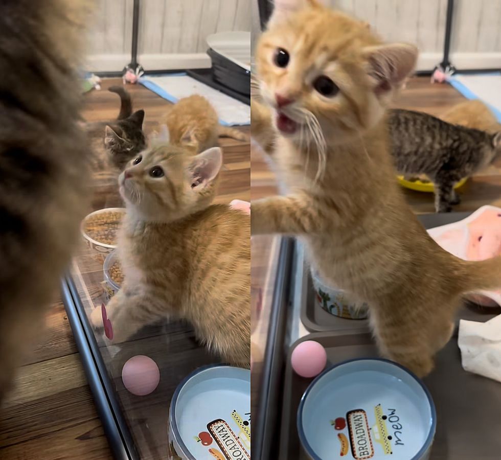 kittens meowing attention