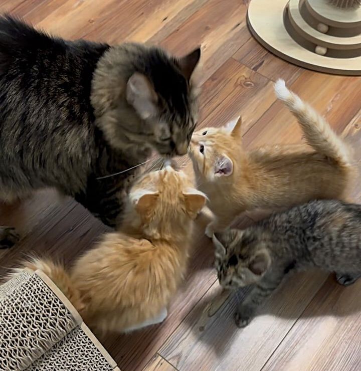 kittens adore cat