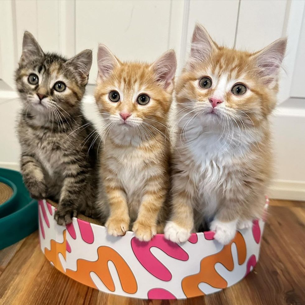 three kittens cute