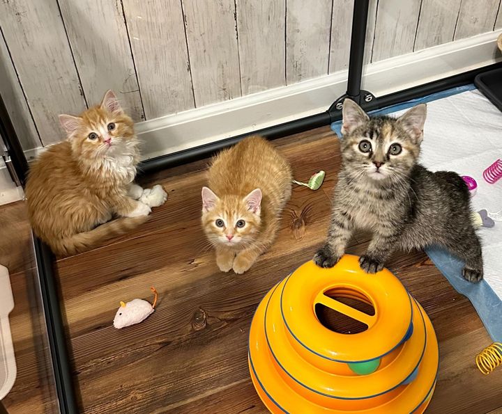 shy kittens ginger torbie