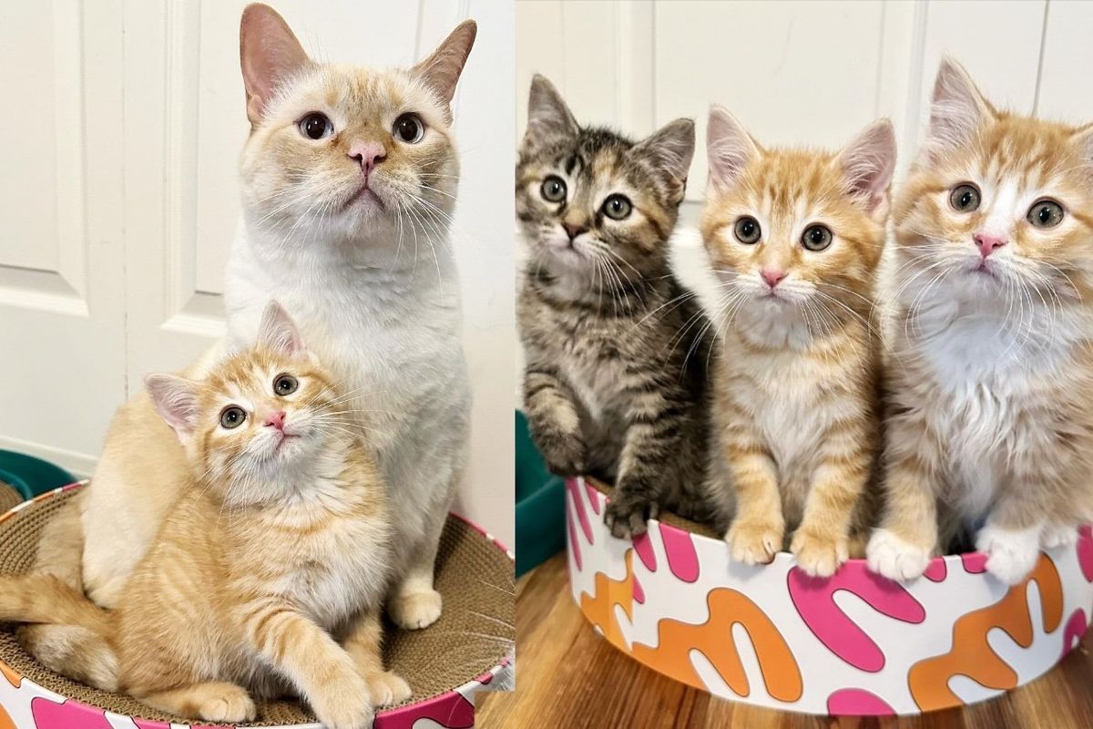 Three Kittens Immediately Take to House Cats and Demand Their Attention After Weeks at the Shelter