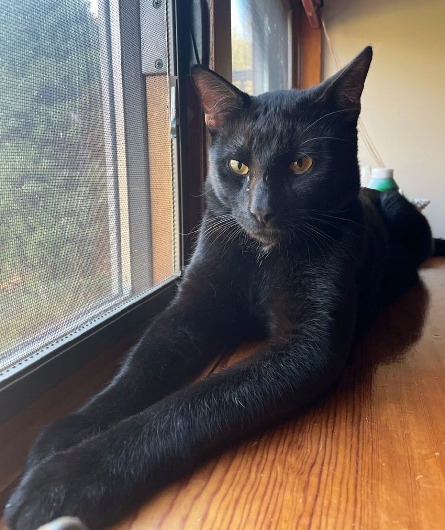 sweet panther cat window
