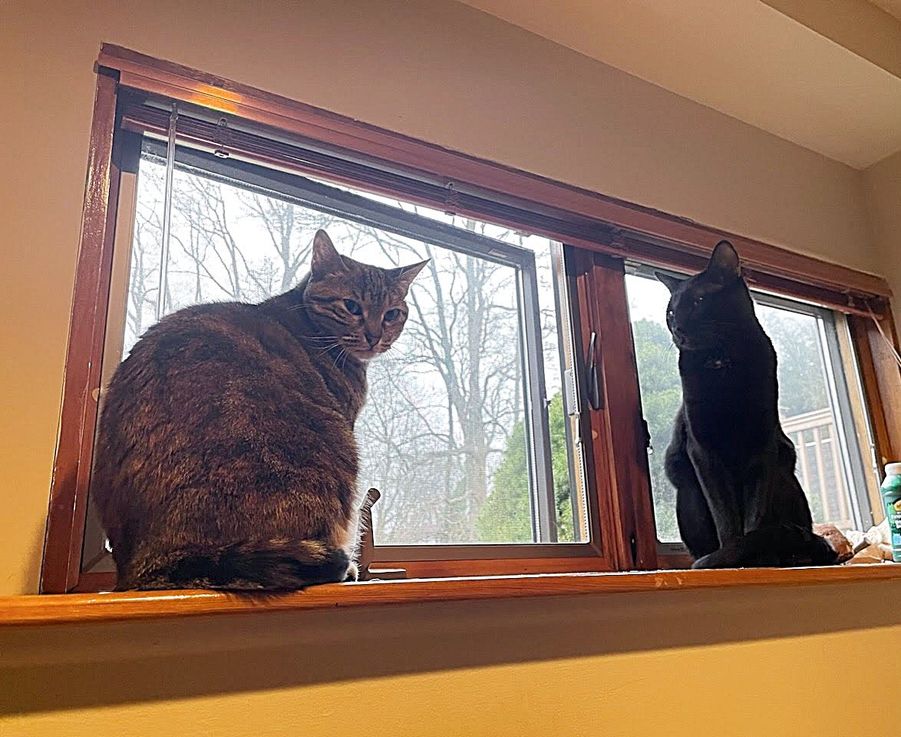 house cats window watching