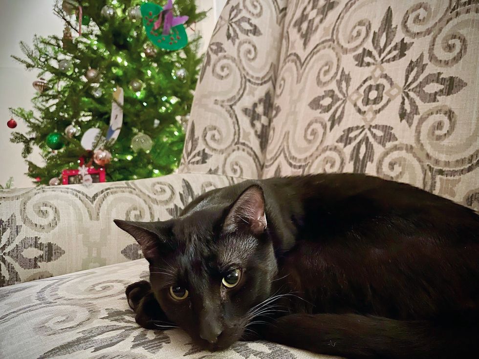 panther cat christmas tree