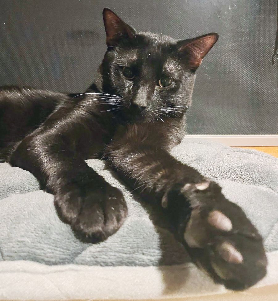 panther cat paw
