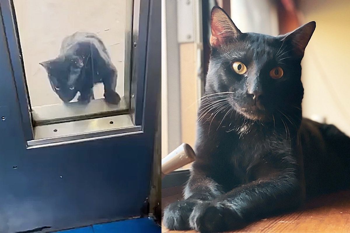 Cat Lurks Around Building and Tries to Get in Multiple Times Until Family Takes Him on and Changes His Life