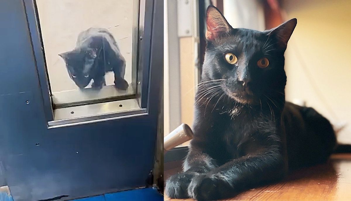 Cat Lurks Around Building and Tries to Get in Multiple Times Until Family Takes Him on and Changes His Life