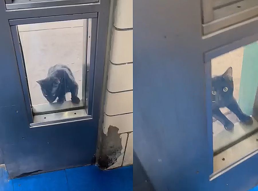 stray cat panther