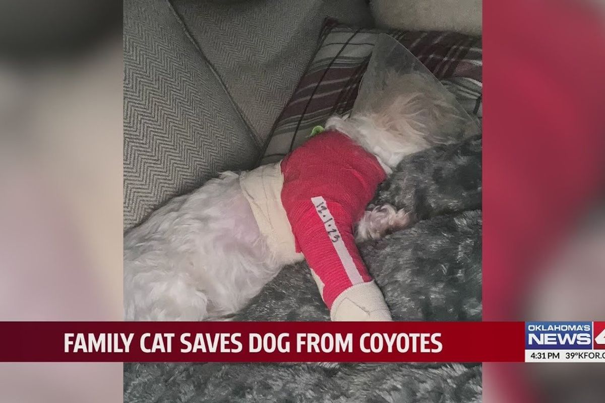 cat distribution system; cat saves dog; cat saves dog from coyotes; coyotes attack dog; cat attacks coyotes