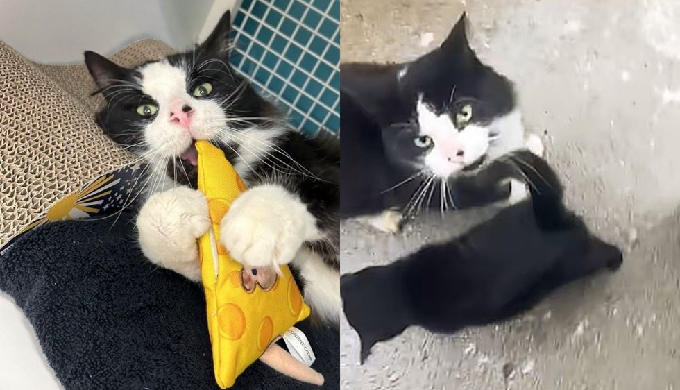 Cat Stood Outside Kind Neighbor's Door with a Feline Buddy so Both Could Have Food and Better Lives