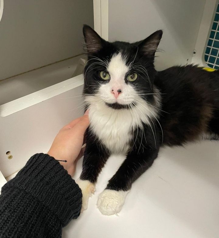 snuggly fluffy tuxedo cat