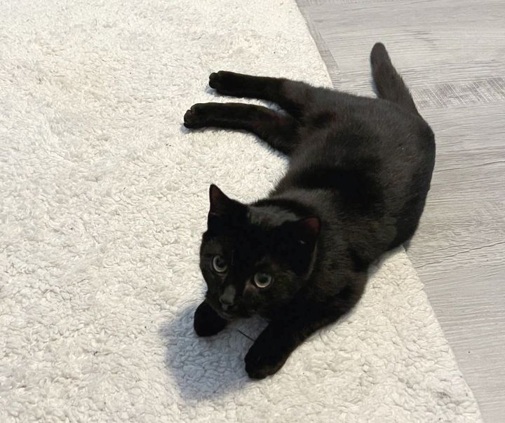 playful panther kitten