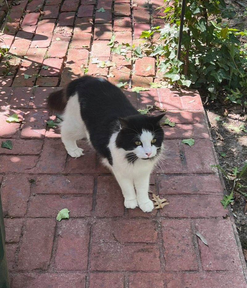 stray cat fluffy