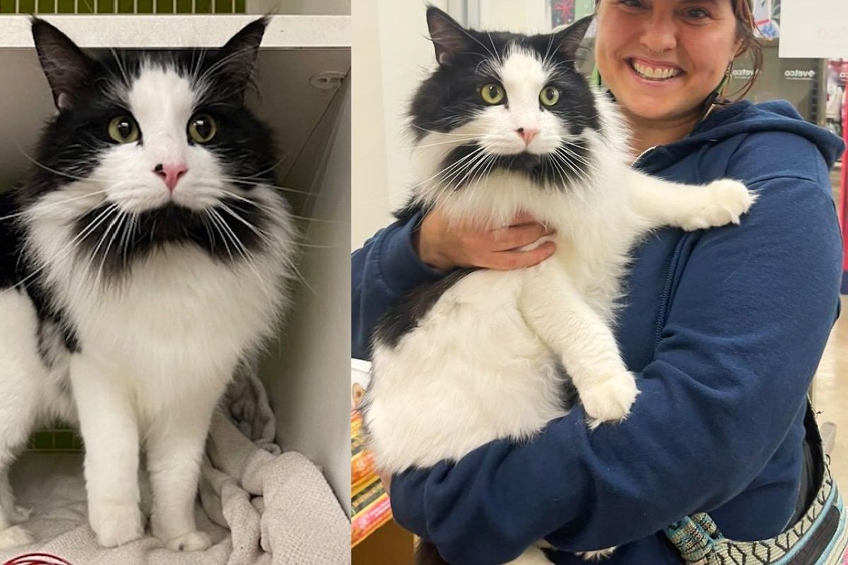 Outgoing Cat Came Up to a Person Asking for Food and Help and Ended Up Landing a Place of His Dreams
