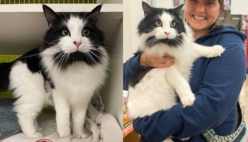 Outgoing Cat Came Up to a Person Asking for Food and Help and Ended Up Landing a Place of His Dreams