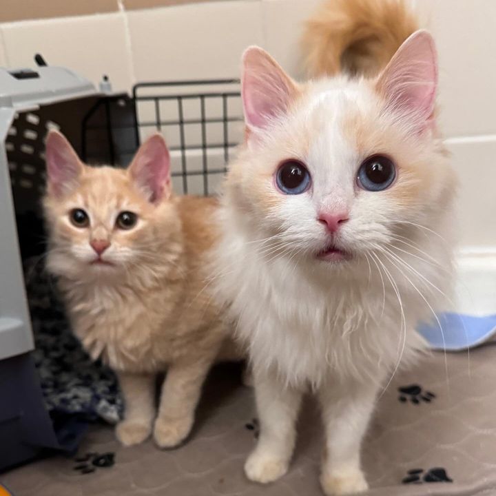 cute kittens big eyes