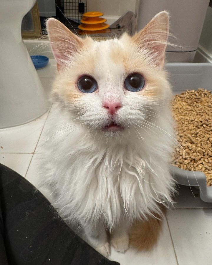 fluffy blue eyed cat