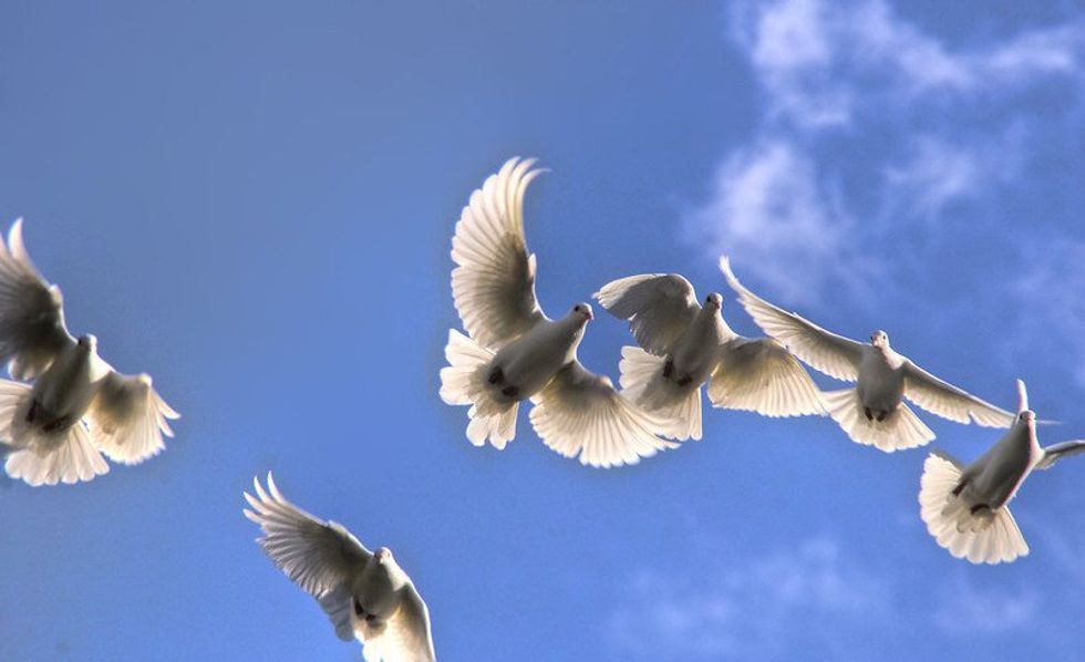 Doves in the sky