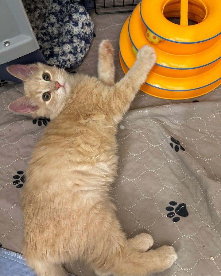 sweet ginger kitten playful