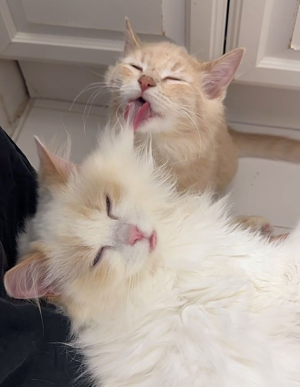 happy sweet fluffy cats