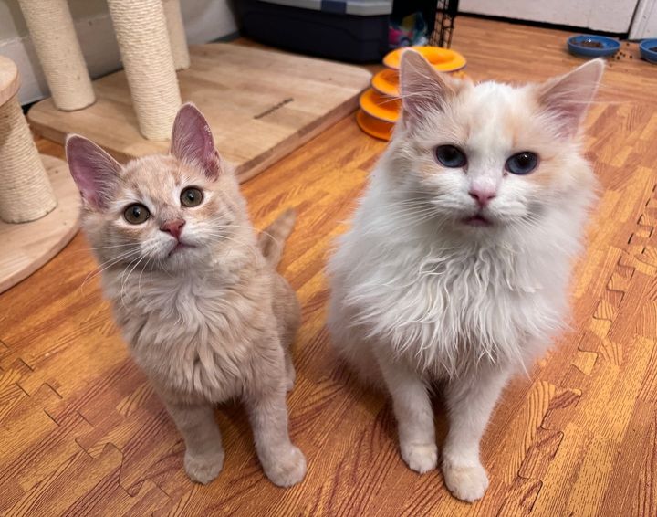 sweet fluffy kittens