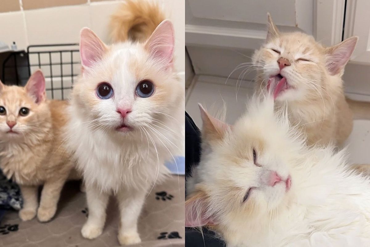 Kittens Walk into Comfy Home for the First Time, Turn into Nonstop Purring Cats the Moment They are Petted