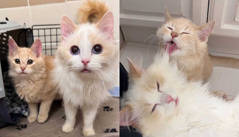 Kittens Walk into Comfy Home for the First Time‚ Turn into Nonstop Purring Cats the Moment They are Petted