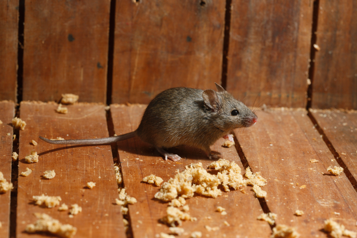 tidy mouse, mouse tidies shed, welsh tidy mouse, mouse in shed