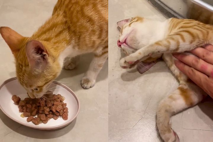 hungry cat ginger
