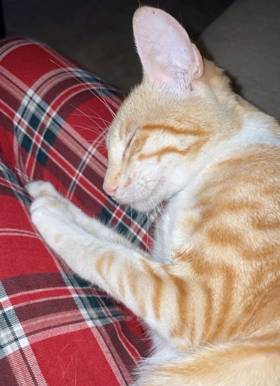 snuggly cat ginger tabby