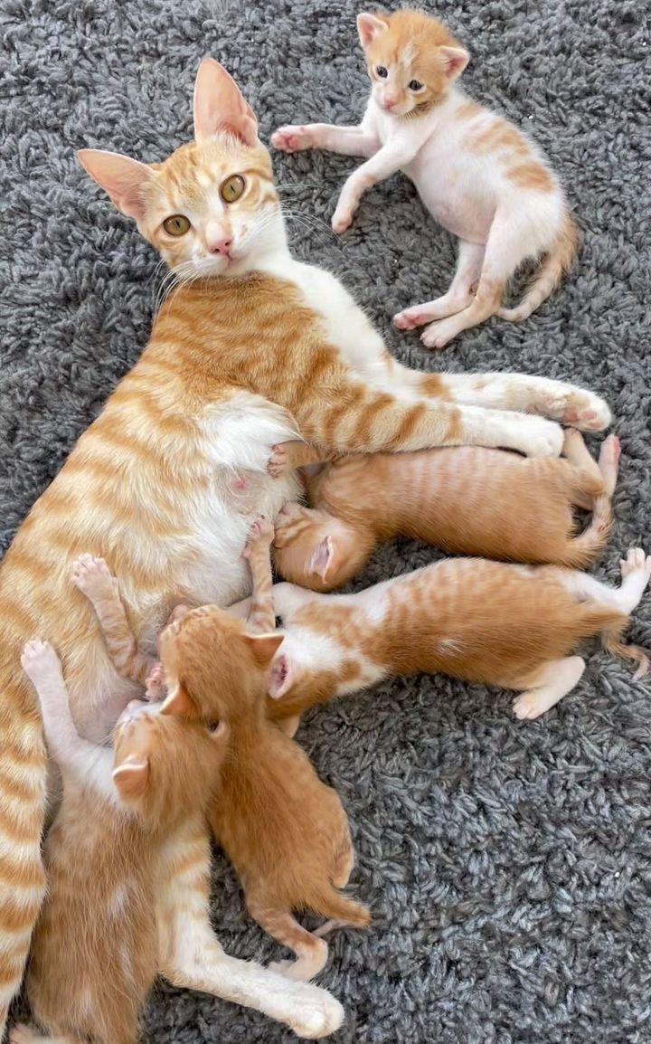 kittens nursing cat ginger