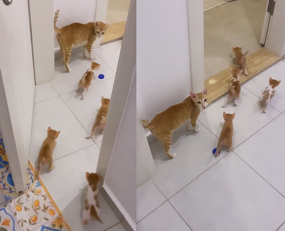 cat kittens following mom
