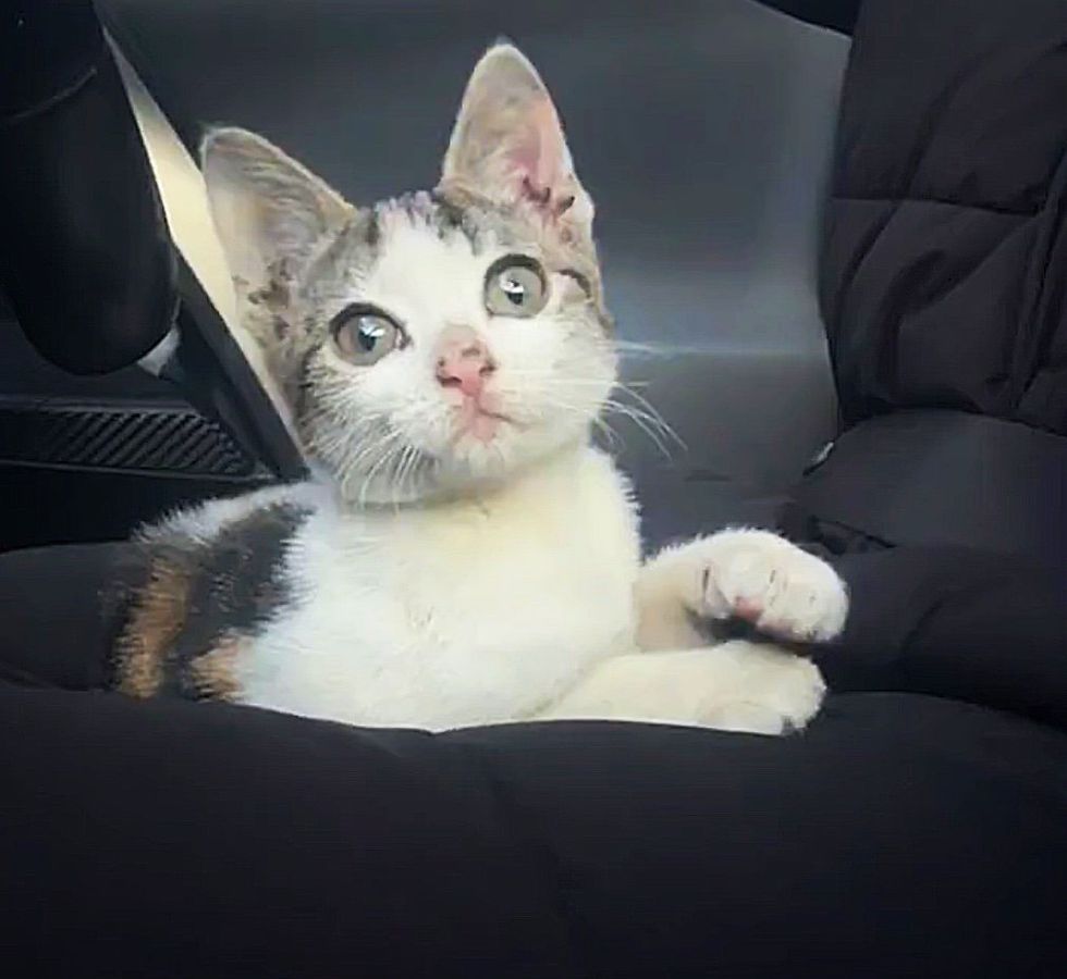 cute kitten lap cat