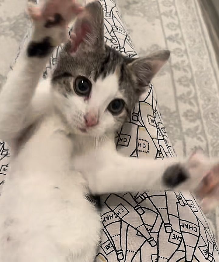 playful kitten wrestling