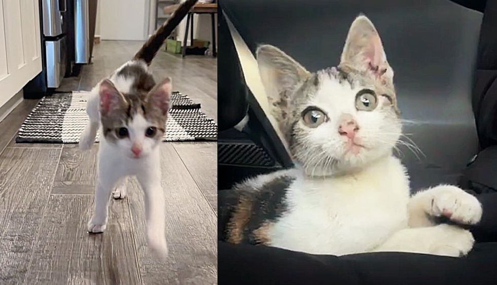 Basement Cat Jumps into Person's Arms as She's Ready to Start New Life She Wanted