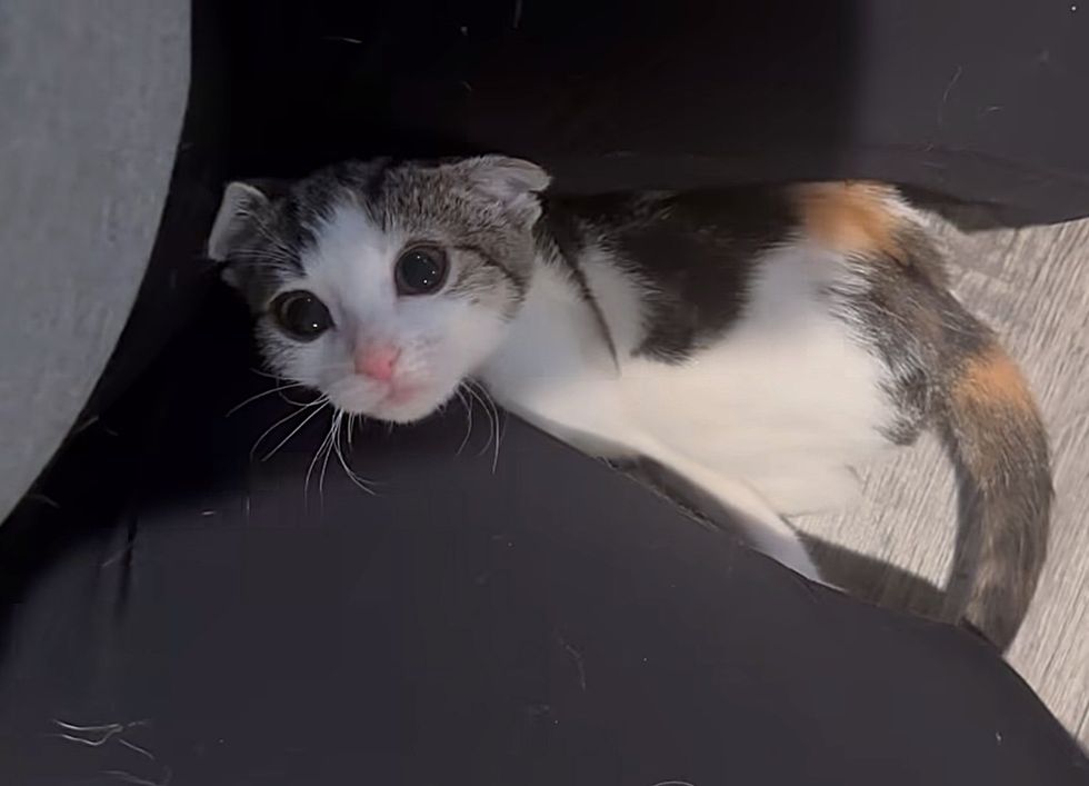 sweet kitten lap cat