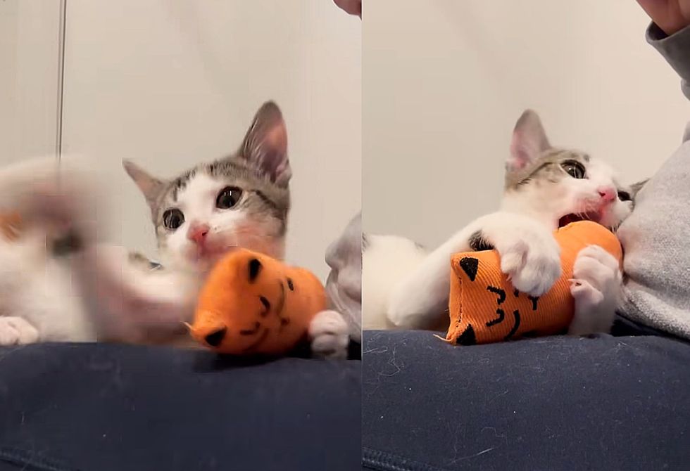 happy playful kitten toy