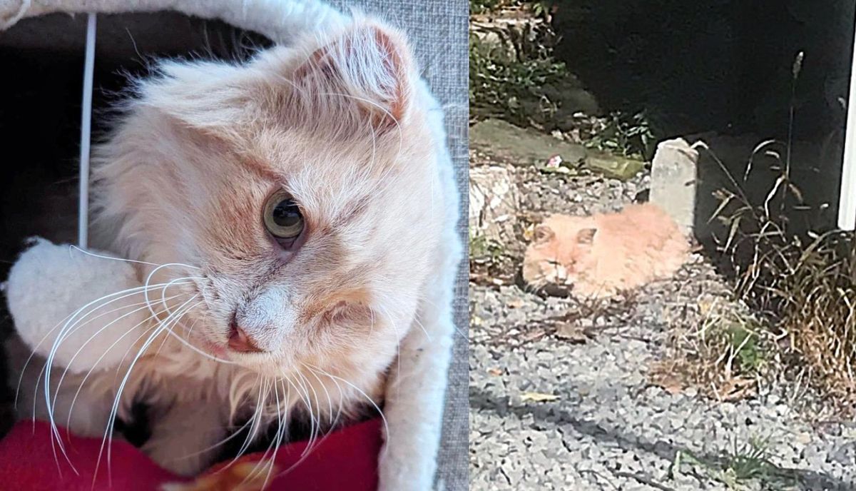 Gentle Cat Seen Lying on Gravel Decides to Give Home Life a Try After Years of Living in an Alley