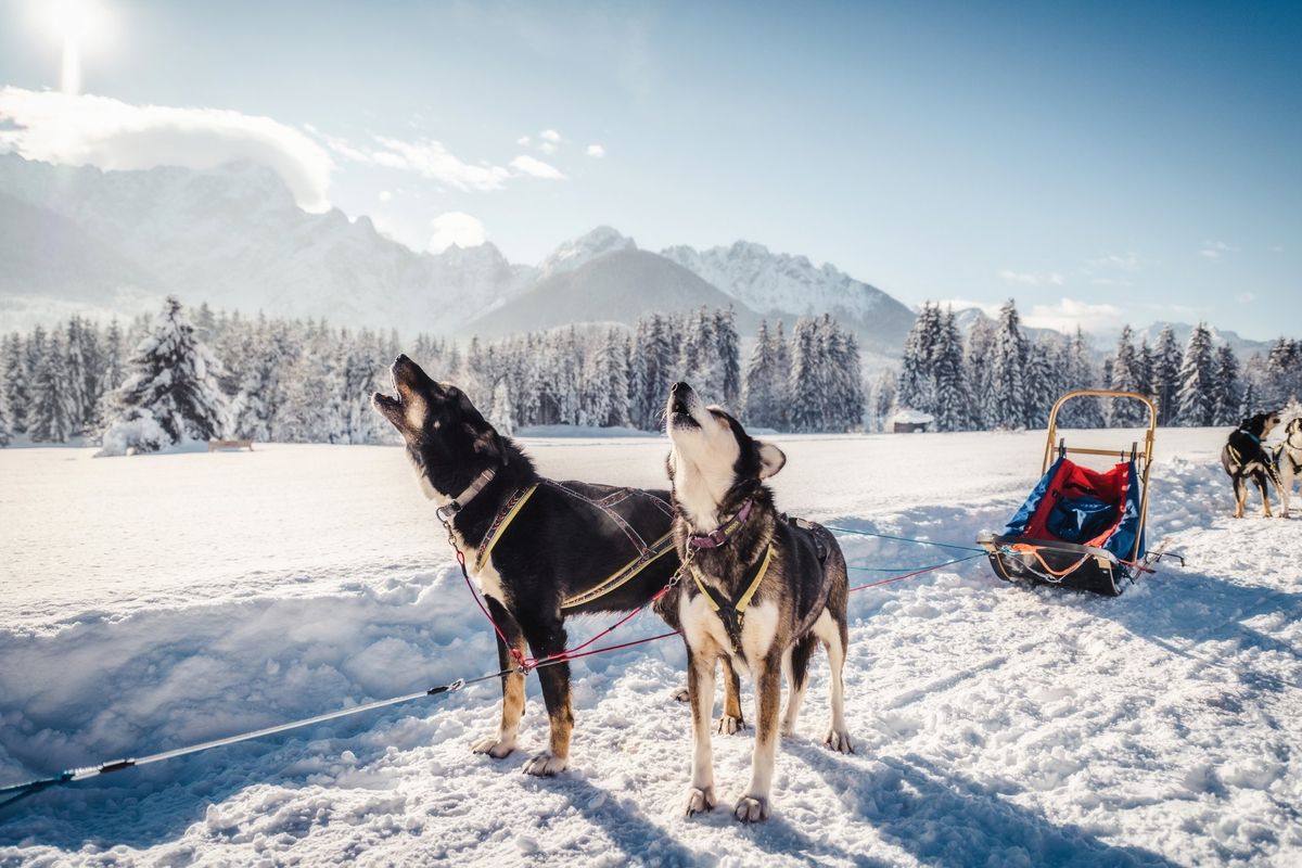 Sei esperienze outdoor in compagnia degli animali