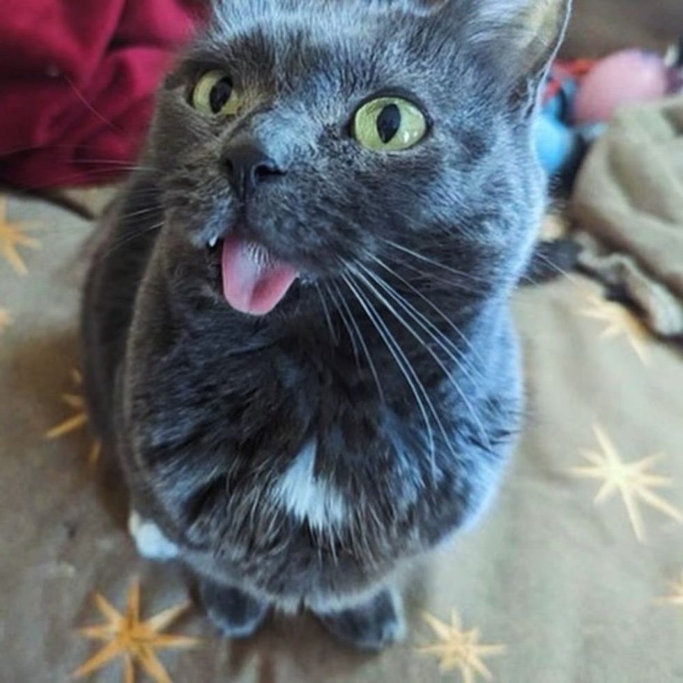 sweet cat tongue blep