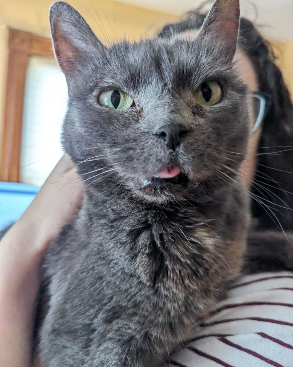 snuggly cat tongue blep