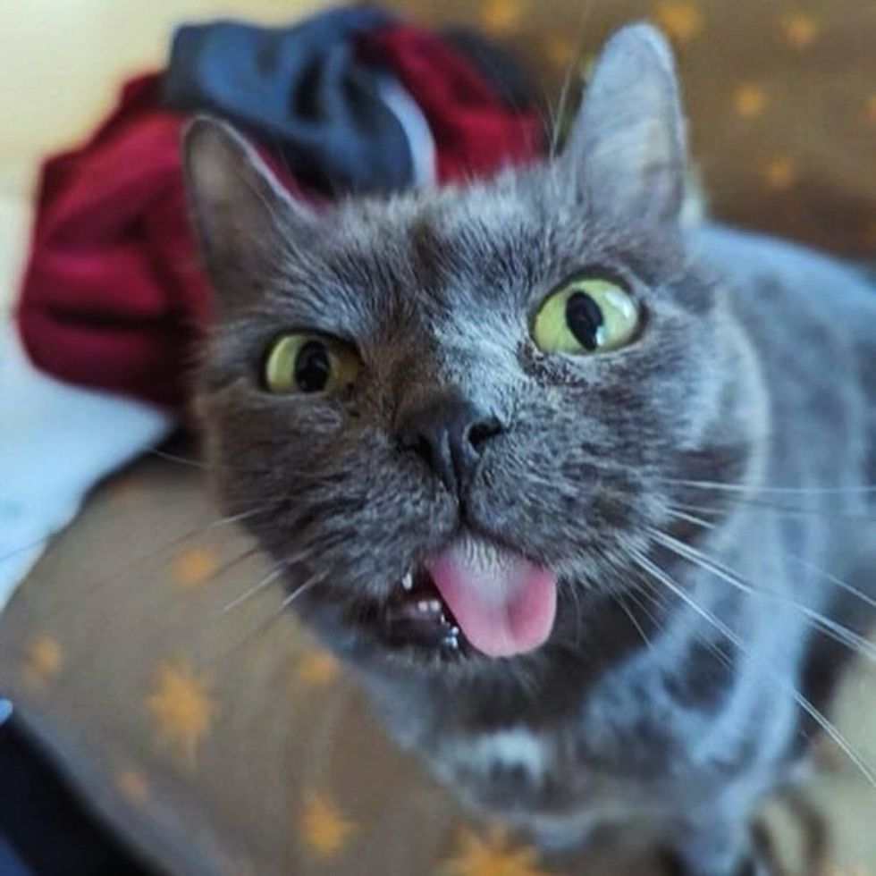 cute cat blep tongue