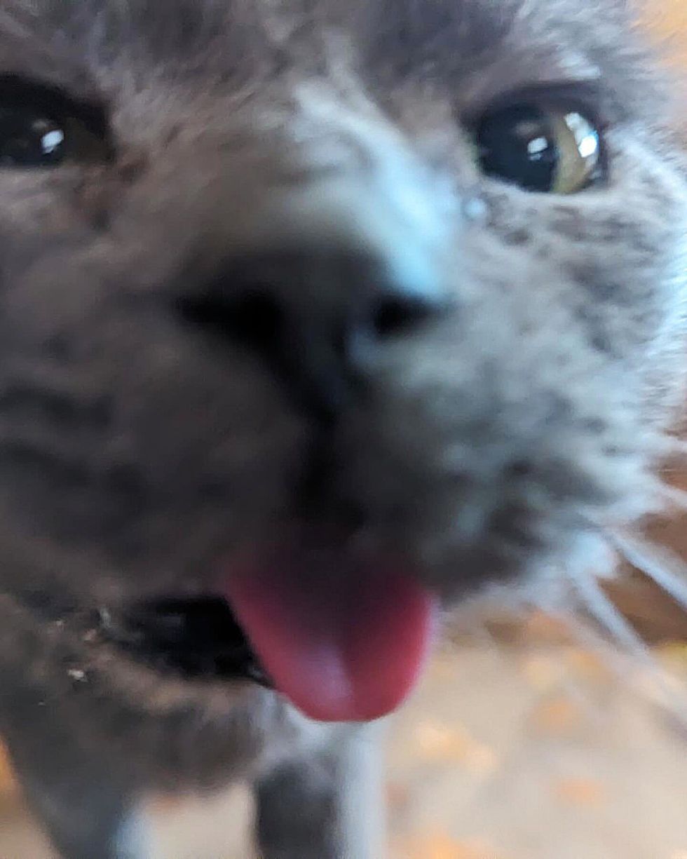 sweet cat tongue blep